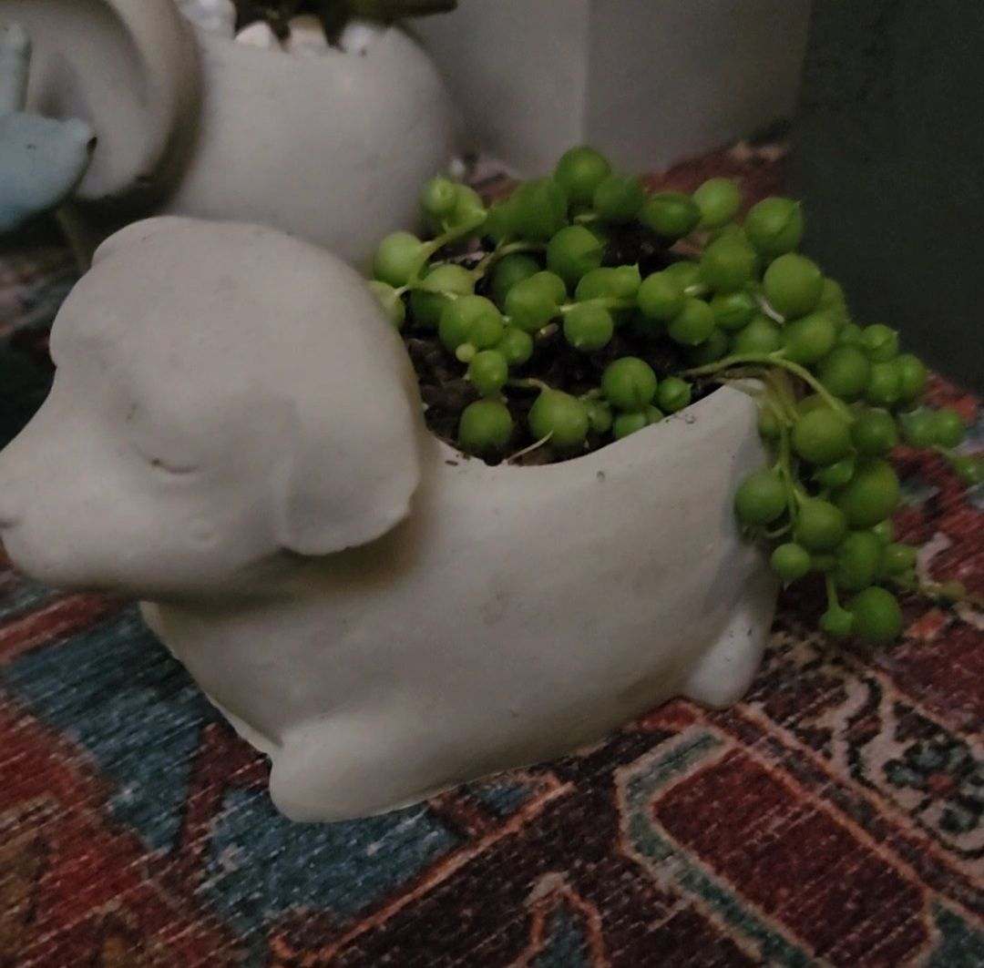 Medium Dog Planter